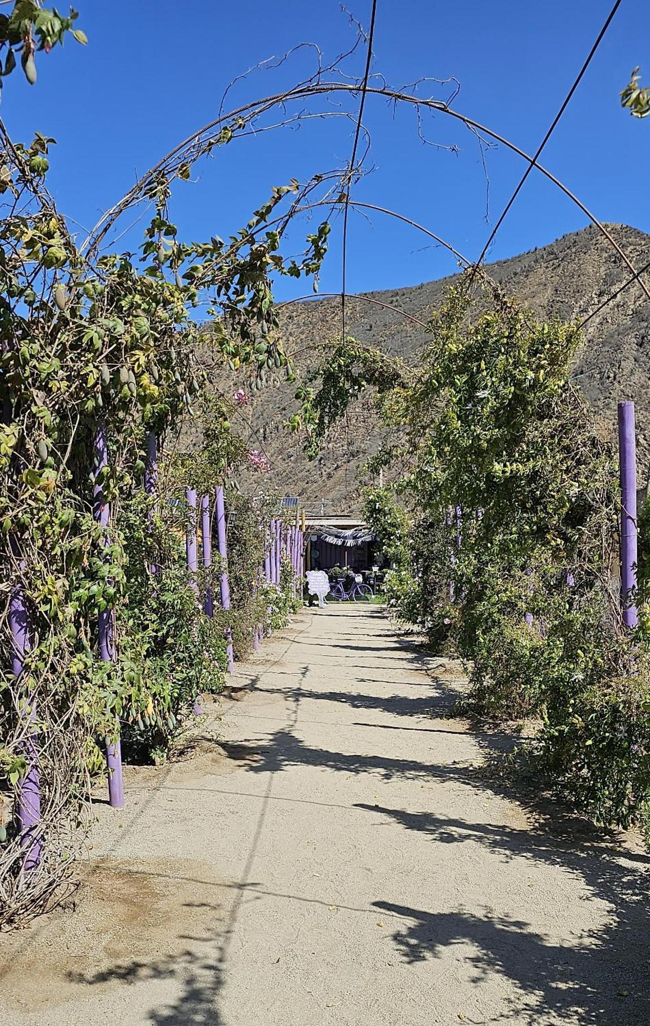 Lavanda Del Valle Vicuña Dış mekan fotoğraf