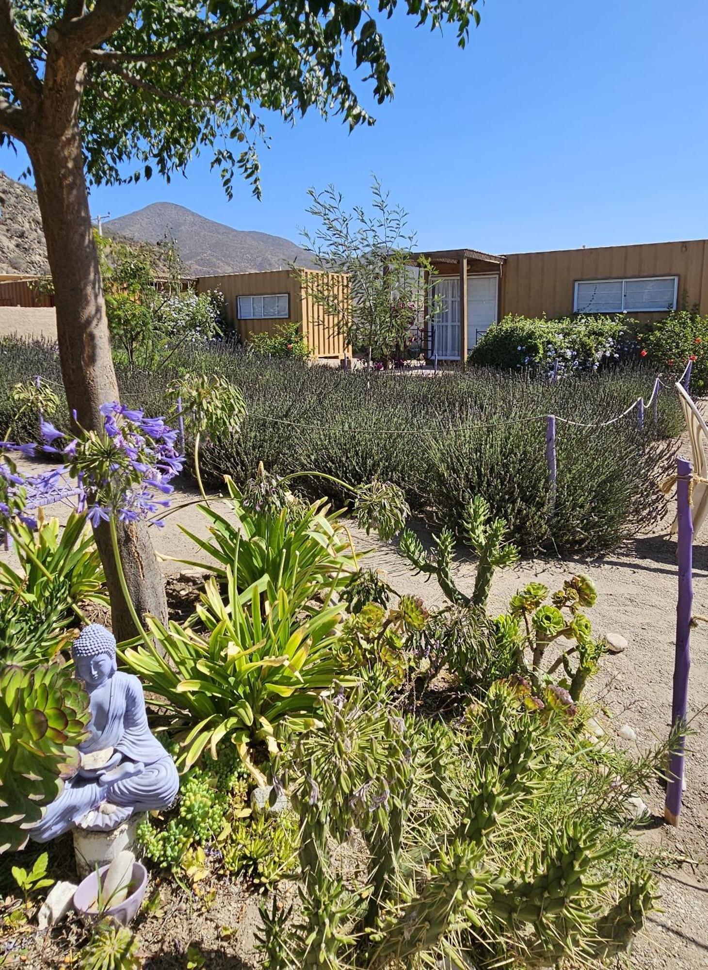 Lavanda Del Valle Vicuña Dış mekan fotoğraf